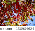 葉子變成了鮮豔的紅色。 138984624