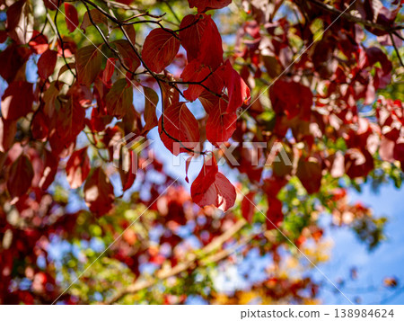 葉子變成了鮮豔的紅色。 葉子變成了鮮豔的紅色。 138984624