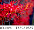 紅色變成紅色的Dodantsutsuji 138984625