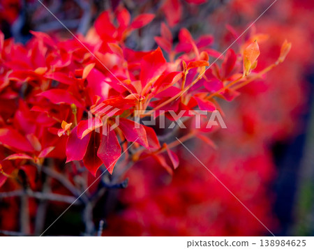 紅色變成紅色的Dodantsutsuji 紅色變成紅色的Dodantsutsuji 138984625