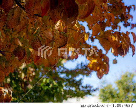 橙色的葉子變成了紅色 橙色的葉子變成了紅色 138984627