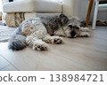 Cute fluffy dog resting on floor at home in cozy living room interior 138984721