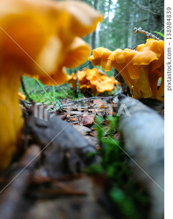 Fresh yellow chanterelle mushrooms growing in the wild forest Fresh yellow chanterelle mushrooms growing in the wild forest 138984839