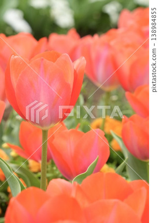 Bright red tulips blooming in a spring park - a spring scene Bright red tulips blooming in a spring park - a spring scene 138984855