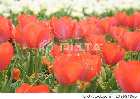 Bright red tulips blooming in the spring park Bright red tulips blooming in the spring park 138984860