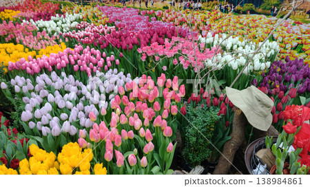 Vibrant field of multicolored tulips in full bloom at a spring flower festival. Vibrant field of multicolored tulips in full bloom at a spring flower festival. 138984861