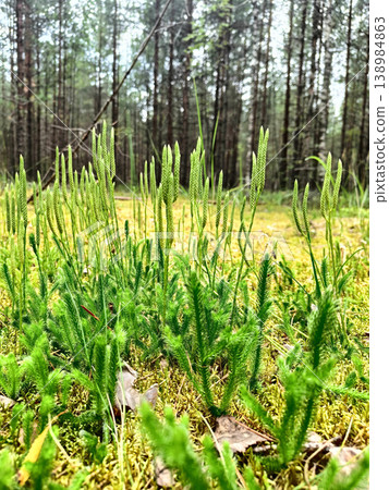 Beautiful forest floor scenery with fresh green club moss plants and blurry trees background. Beautiful forest floor scenery with fresh green club moss plants and blurry trees background. 138984863