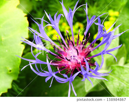 Top view of a purple and pink cornflower blossom with intricate petal structure. 138984867