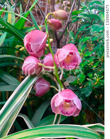 Beautiful pink cymbidium orchid flowers with morning dew drops in a tropical garden 138984875