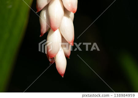 月亮桃花 138984959
