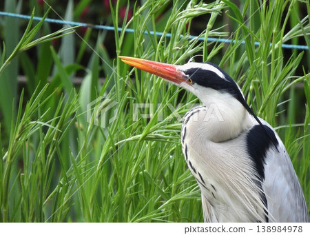 Gray heron 138984978