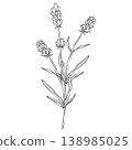 Lavender branches hand drawn vector outline illustration. Botanical clipart in black and white monochrome style. Elegant floral bouquet for wedding invitations branding, packaging, cards and templates 138985025