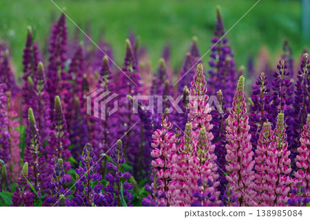 A field of colorful lupines in bloom: a beautiful natural scene in early summer. A field of colorful lupines in bloom: a beautiful natural scene in early summer. 138985084