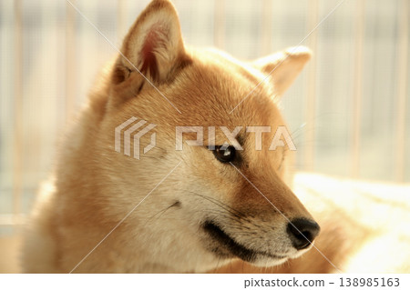 Shiba Inu觀看 Shiba Inu觀看 138985163