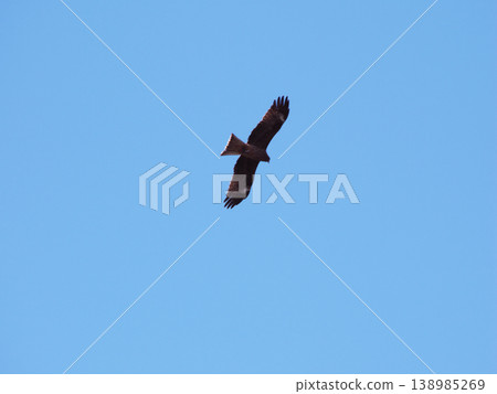Tonbi flying in a blue sky back 138985269