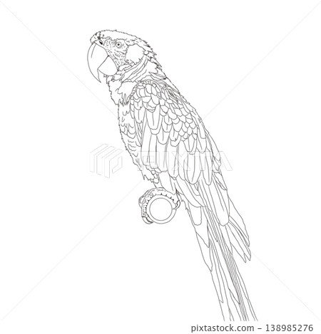 A colorful hand-drawn macaw parrot isolated on a white background. A colorful hand-drawn macaw parrot isolated on a white background. 138985276