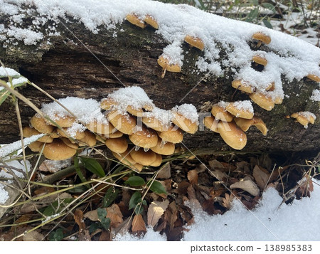 【橫拍】生長在被雪覆蓋的倒木上的野滑子菇。 【橫拍】生長在被雪覆蓋的倒木上的野滑子菇。 138985383