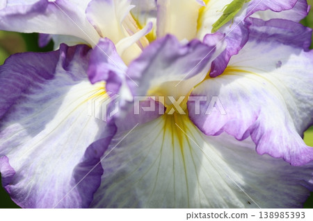 紫色鳶尾花 紫色鳶尾花 138985393