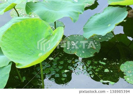 荷葉漂浮在水中 138985394