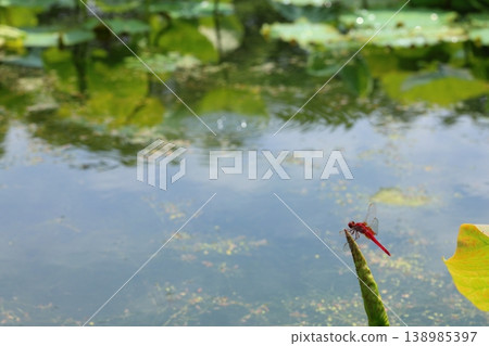 Red dragonfly that sticks to the leaves 138985397