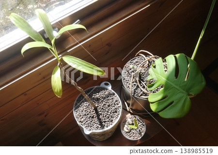 窗邊種植的室內植物 窗邊種植的室內植物 138985519