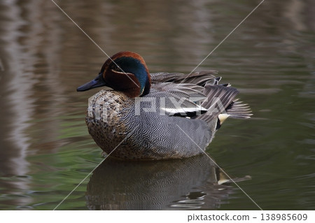 Cogamo Cogamo 138985609
