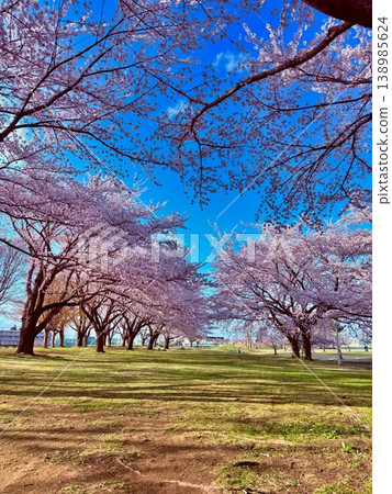 櫻花盛開的公園春天風景 櫻花盛開的公園春天風景 138985624