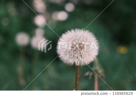 dandelion flower in the spring garden 138985629