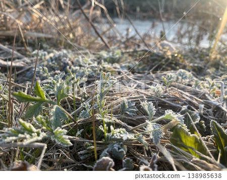野生艾草發芽,經歷了霜凍的考驗,度過了寒冷的冬天。 野生艾草發芽,經歷了霜凍的考驗,度過了寒冷的冬天。 138985638