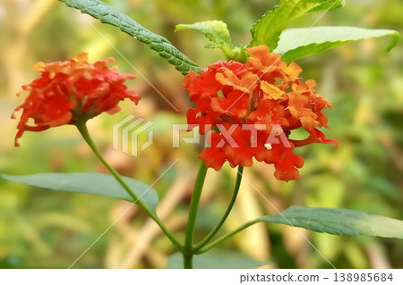 Lantana camara flower on blurred background Lantana camara flower on blurred background 138985684