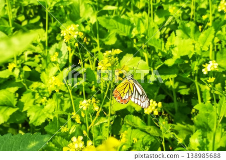 Yellow mustard flower on delias eucharis or jezebel butterfly Yellow mustard flower on delias eucharis or jezebel butterfly 138985688