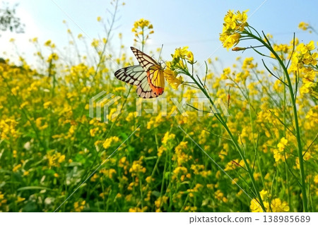Yellow mustard flower on delias eucharis or jezebel butterfly 138985689