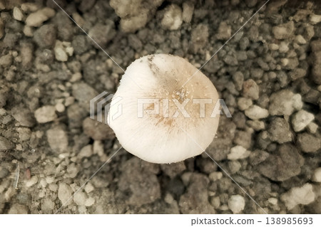 Mushrooms that grow on the surface of the soil Mushrooms that grow on the surface of the soil 138985693