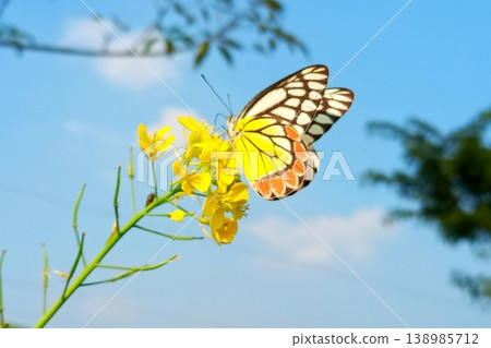 Yellow mustard flower on delias eucharis or jezebel butterfly Yellow mustard flower on delias eucharis or jezebel butterfly 138985712