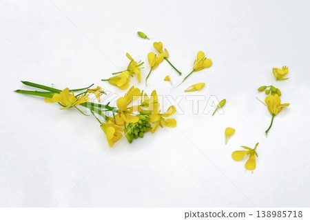 Mustard flower isolated on white background Mustard flower isolated on white background 138985718