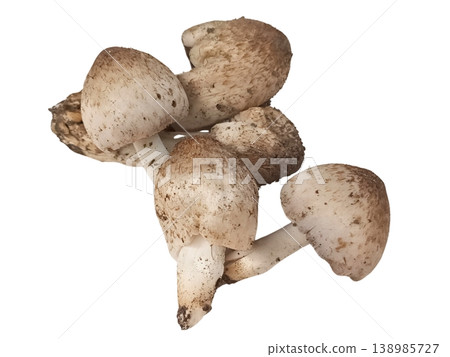 Mushroom isolated on white background Mushroom isolated on white background 138985727
