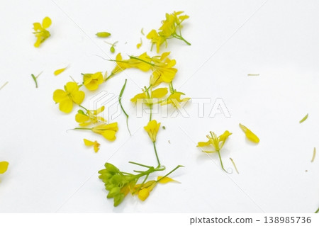 Mustard flower isolated on white background Mustard flower isolated on white background 138985736
