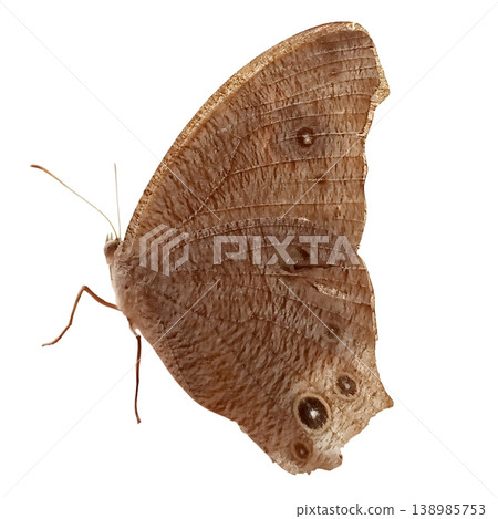 Melanitis leda butterfly isolated on white background 138985753