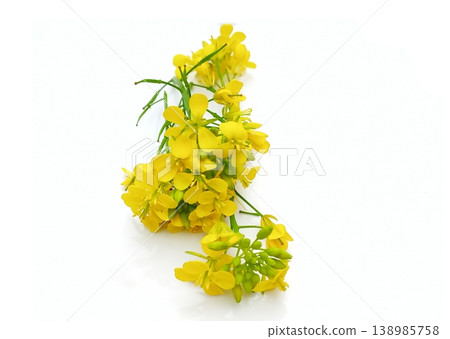 Mustard flower isolated on white background Mustard flower isolated on white background 138985758