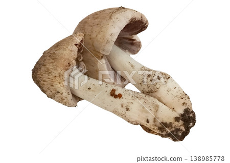 Mushroom isolated on white background Mushroom isolated on white background 138985778