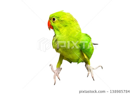 Green parrot on white background Green parrot on white background 138985784