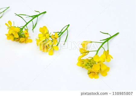Mustard flower isolated on white background 138985807