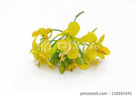 Mustard flower isolated on white background 138985845