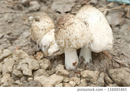 Mushrooms that grow on the surface of the soil 138985865