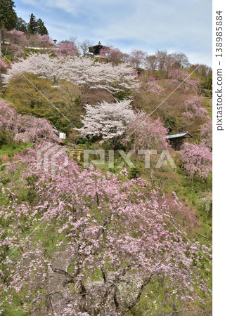 Cherry blossoms at the Hakusan Cherry Blossom and Hydrangea Garden at Zenpoji Temple in spring (Nishikyo Ward, Kyoto City) Cherry blossoms at the Hakusan Cherry Blossom and Hydrangea Garden at Zenpoji Temple in spring (Nishikyo Ward, Kyoto City) 138985884