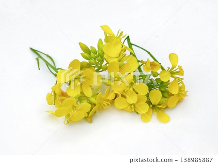 Mustard flower isolated on white background Mustard flower isolated on white background 138985887