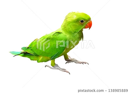 Green parrot on white background Green parrot on white background 138985889