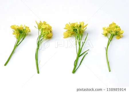 Mustard flower isolated on white background Mustard flower isolated on white background 138985914