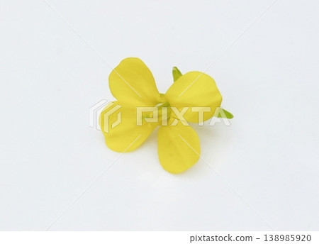 Mustard flower isolated on white background Mustard flower isolated on white background 138985920