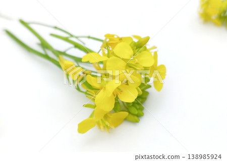 Mustard flower isolated on white background Mustard flower isolated on white background 138985924